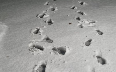 School Closed 09.01.2026